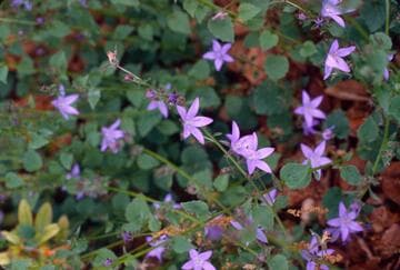 Campanula poscharskyana