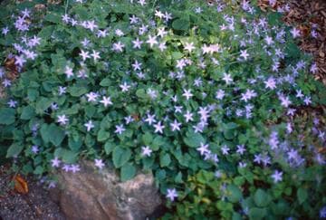 Campanula portenschlagiana
