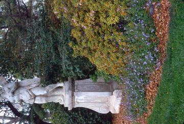 Campanula poscharskyana