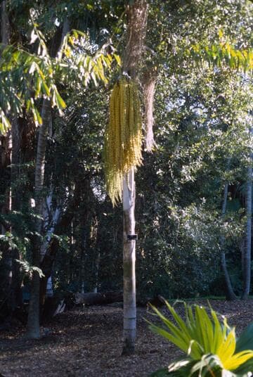 Caryota no