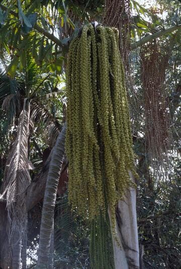 Caryota no