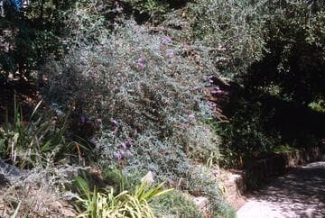 Buddleja davidii [Petite Indigo] = 'Mongo'