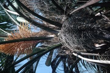 Butia x Syagrus