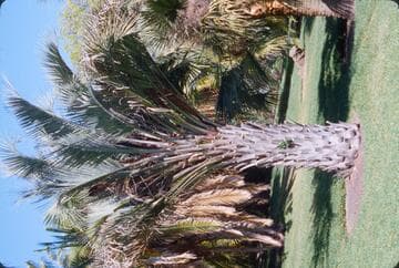 Butia capitata 'Strictior'