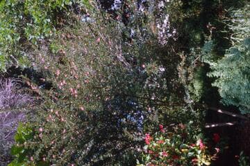 Calliandra surinamensis