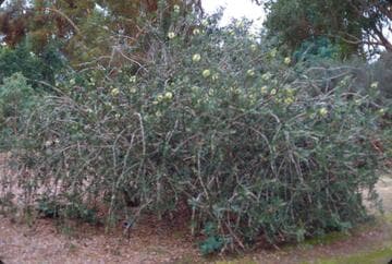 Callistemon flavovirens