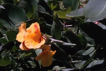 Canna 'Cleopatra'