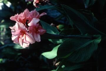 Canna 'Chinese Coral'