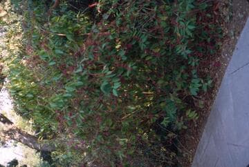 Callicarpa rubella