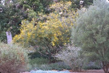 Caesalpinia mexicana