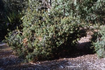 Callistemon montanus