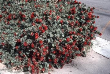Callistemon 'Little John'