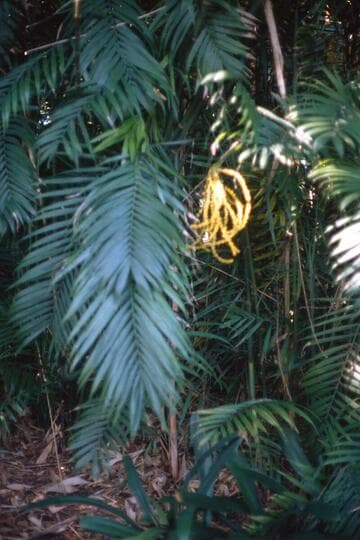 Chamaedorea pochutlensis