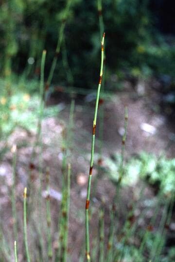 Chondropetalum tectorum