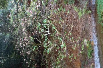 Cercis chinensis 'Alba'