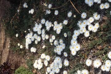 Leipoldtia frutescens