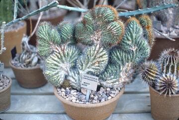 Pilosocereus chrysacanthus