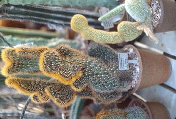 Pilosocereus royenii