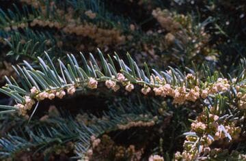 Cephalotaxus harringtonia