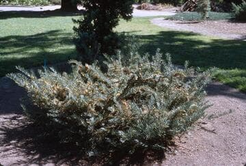 Cephalotaxus harringtonia