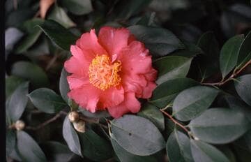Camellia japonica 'Arabian Nights'