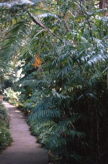 Chamaedorea pochutlensis
