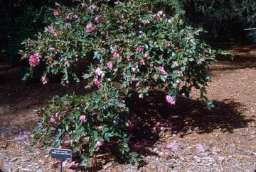 Camellia hiemalis 'Showa-no-sakae Benten'