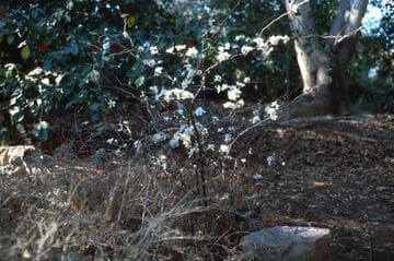Chaenomeles speciosa 'Contorta'