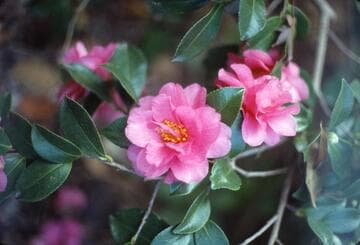 Camellia hiemalis 'Shishigashira' (Lion's Head)