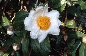 Camellia granthamiana