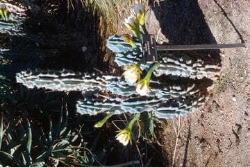 Cereus horribarbis
