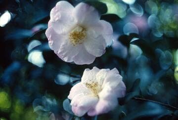 Camellia japonica 'Berenice Boddy'