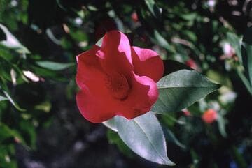 Camellia japonica 'Benten (Hertrich)'