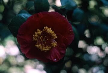 Camellia japonica 'California'