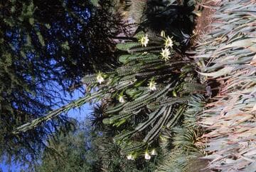 Cereus fernambucensis