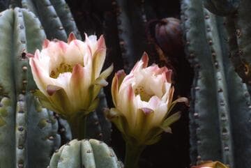 Cereus hildmannianus ssp. hildmannianus