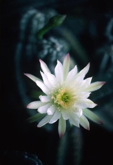 Cereus peruvianus var. reclinatus