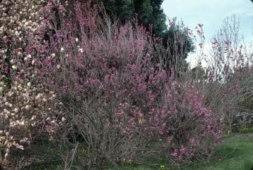 Cercis chinensis 'Avondale'