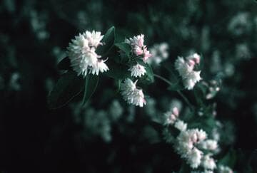 Deutzia