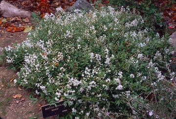 Deutzia gracilis 'Nikko'