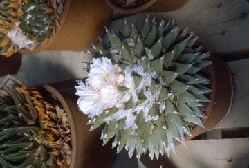 Ariocarpus retusus