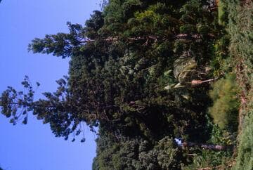 Araucaria heterophylla 'Glauca'