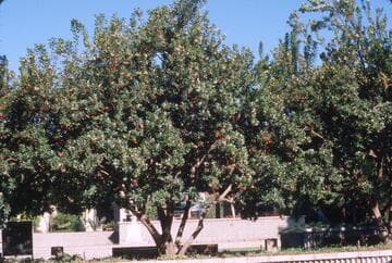 Arbutus unedo