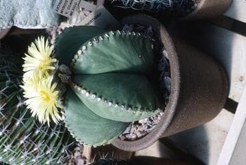 Astrophytum myriostigma