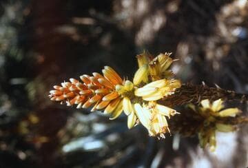 Aloe wickensii
