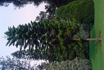 Araucaria heterophylla