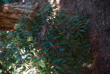 Aphelandra schiedeana