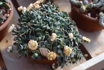 Aloinopsis malherbei