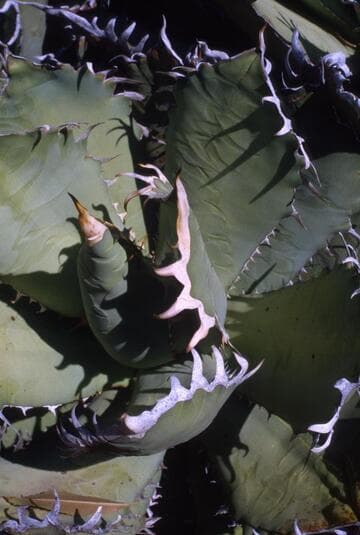 Agave oteroi