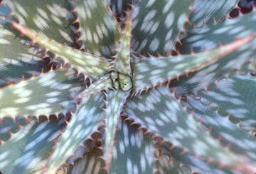 Aloe greatheadii var. davyana